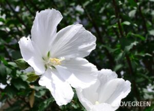 今日の誕生花🌸